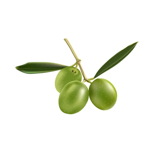 Olive and leaf — Stock Vector