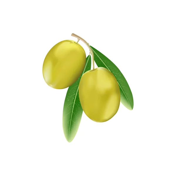 Aceitunas amarillas con hojas de rama — Vector de stock