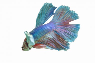 Balık aksiyon Dövüş