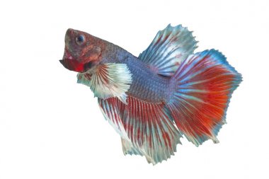 Balık aksiyon Dövüş