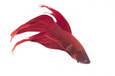 Balık aksiyon Dövüş