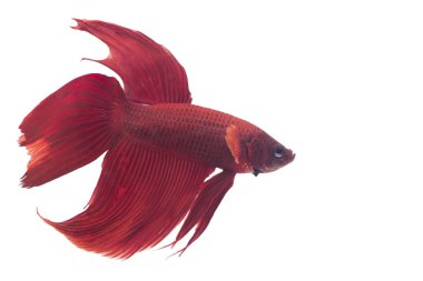 Balık aksiyon Dövüş