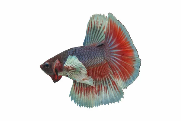 Fighting fish action — Stock Photo, Image