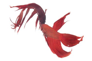 Kırmızı-mavi balık mücadele Siamese