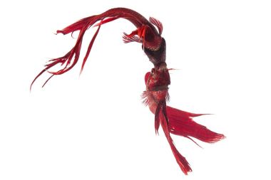 Kırmızı-mavi balık mücadele Siamese