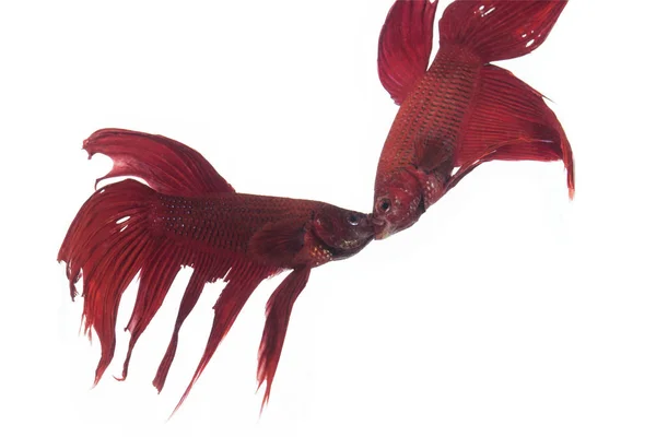 Красно-голубая сиамская боевая рыба — стоковое фото