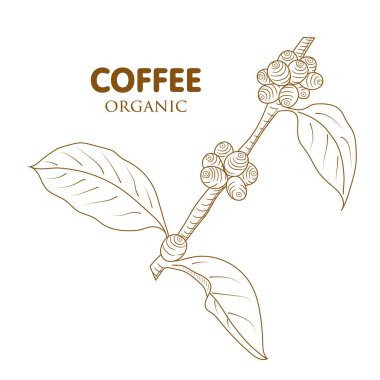  Kahve ağacı vektör