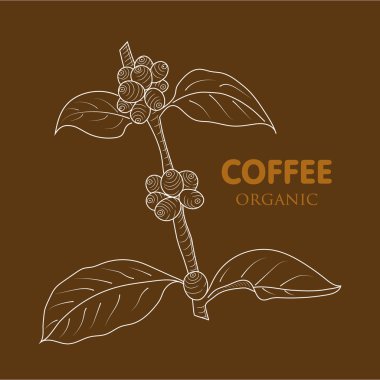  Kahve ağacı vektör