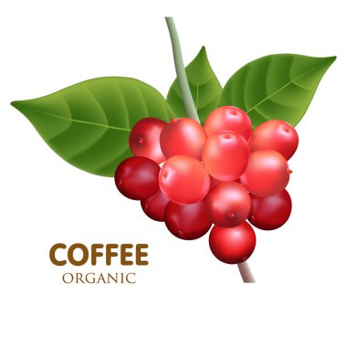  Kahve ağacı vektör