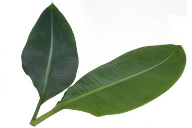 yeşil muz yaprağı