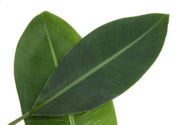 yeşil muz yaprağı