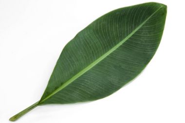 yeşil muz yaprağı