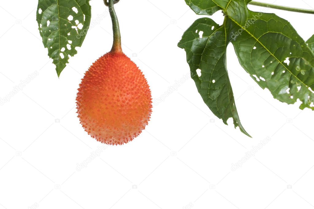 Baby Jackfruit fruit