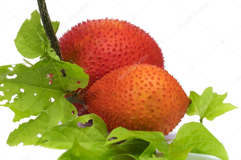 Baby Jackfruit fruit