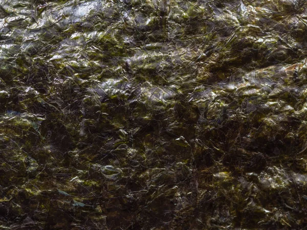 Сушеные морские водоросли — стоковое фото