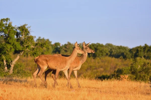 İki kariyaku Kızıl geyik geyik sonbahar çayır. — Stok fotoğraf