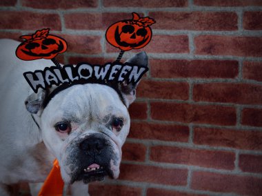 Fransız buldozer Cadılar Bayramı sahne ile portresi. 