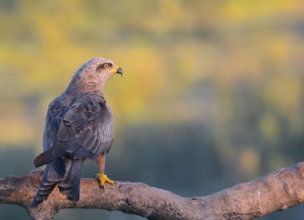 Black kite perched on a branch. — Stock Photo, Image