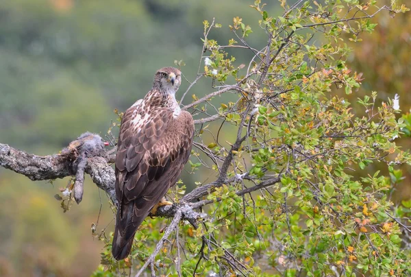 Águia de bonelli fêmea empoleirada em um ramo . — Fotografia de Stock