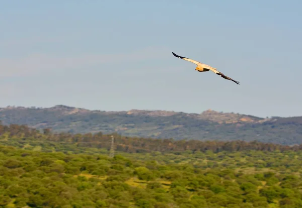 Vulturul egiptean cu aripi întinse . — Fotografie, imagine de stoc
