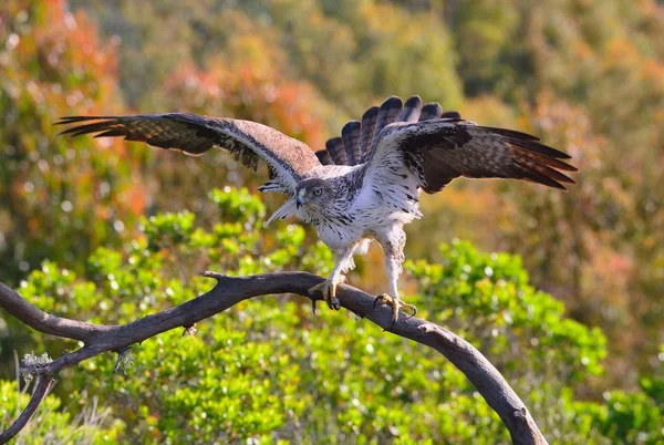 Aigle mâle Bonelli écartant les ailes — Photo