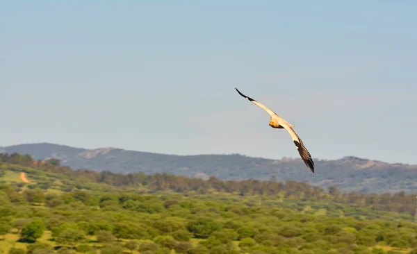 뻗은 날개와 이집트 독수리. — 스톡 사진