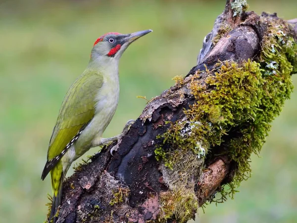 Pájaro carpintero verde europeo macho en una rama —  Fotos de Stock