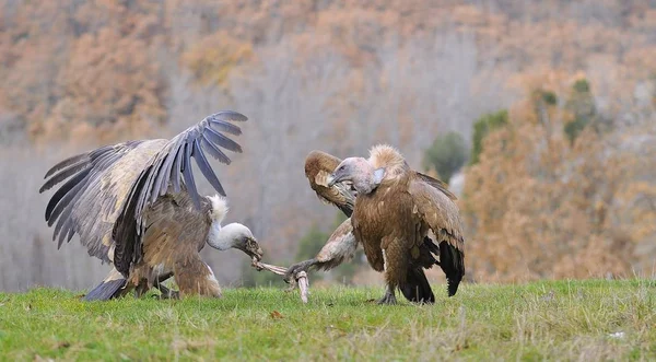 Dois abutres grifos a lutar por carniça. no prado . — Fotografia de Stock