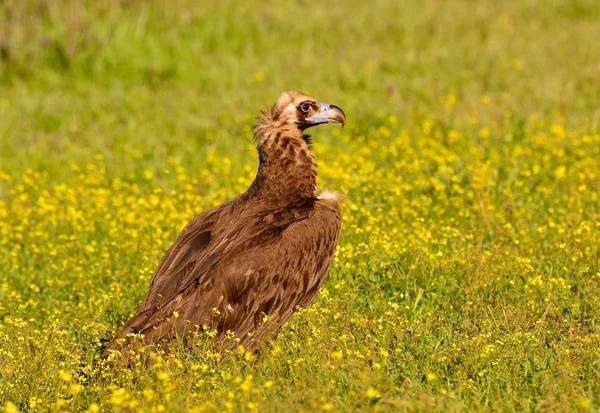 Avvoltoio cinereo che cammina nell'erba — Foto Stock