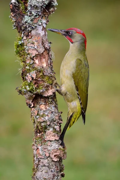 Pájaro carpintero verde europeo macho en una rama —  Fotos de Stock