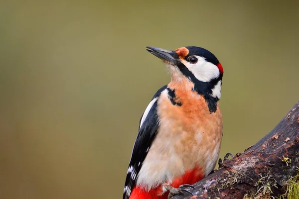Great spotted Woodpecker uppe. — Stockfoto