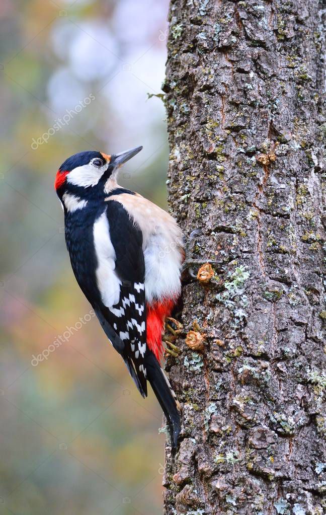 StockPhotoAstur