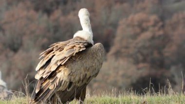 Kızıl akbaba çayırda.