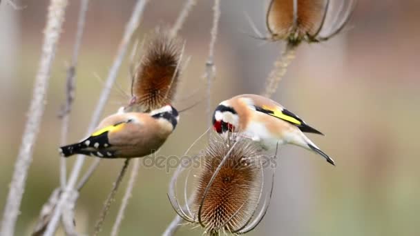 European goldfinch perched on a thistles — Stock Video