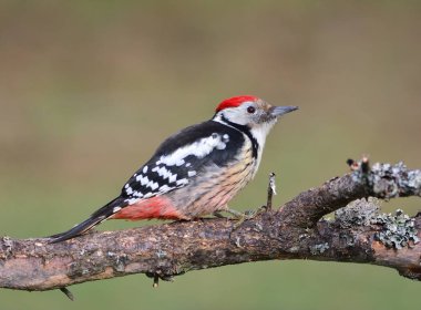 Benekli ağaçkakan tünemiş orta.