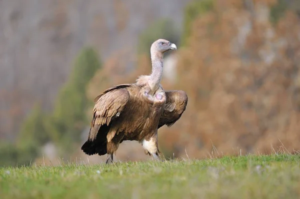 Avvoltoio grifone nel prato di Leon . — Foto Stock