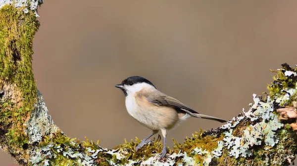 Marsh tit perched on a branch — Stock Photo, Image