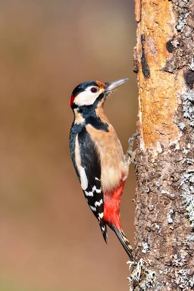 Grande picchio maculato appollaiato su un tronco. — Foto Stock