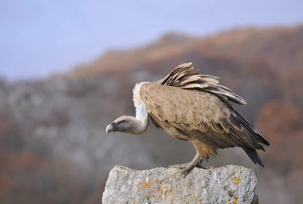 Abutre Griffon empoleirado em uma pedra — Fotografia de Stock