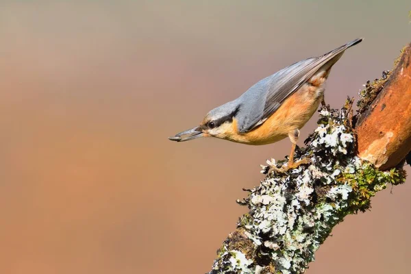 Eurásia nuthatch com tubo no bico . — Fotografia de Stock