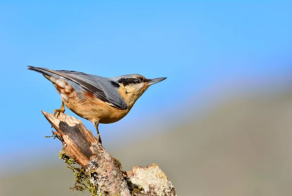 Boomklever zitstokken. — Stockfoto