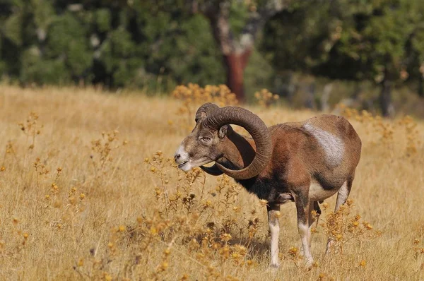 Mouflon européen sur le terrain . — Photo