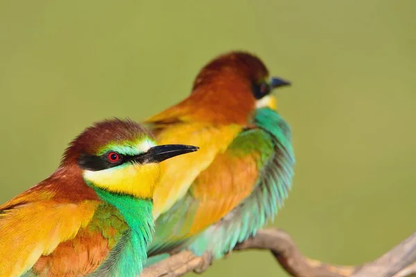 Bee-eaters yapraksız dalı üzerinde birkaç — Stok fotoğraf