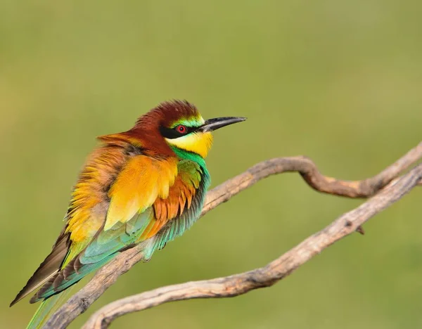 Close-up van bijeneter op boomtak — Stockfoto