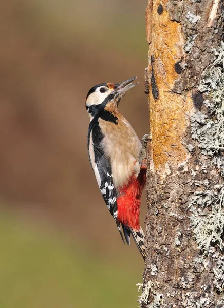 Grande picchio maculato appollaiato su un tronco. — Foto Stock