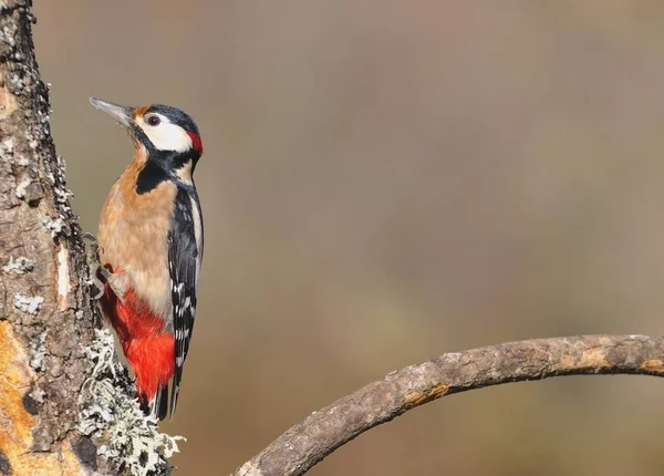 Grande pica-pau manchado empoleirado em um log. — Fotografia de Stock