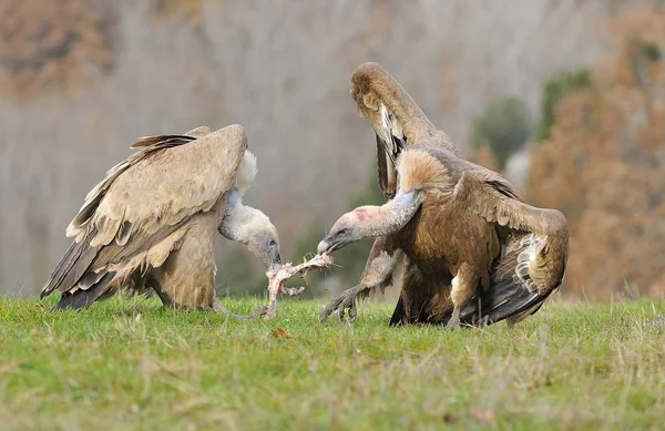 Két fakó keselyű harcok alatt carrion. a réten. — Stock Fotó