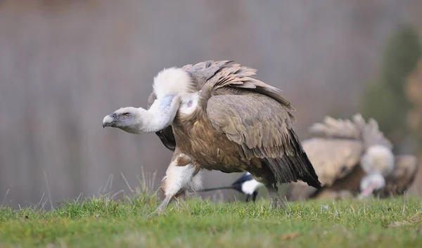 Avvoltoio grifone nel prato di Leon . — Foto Stock