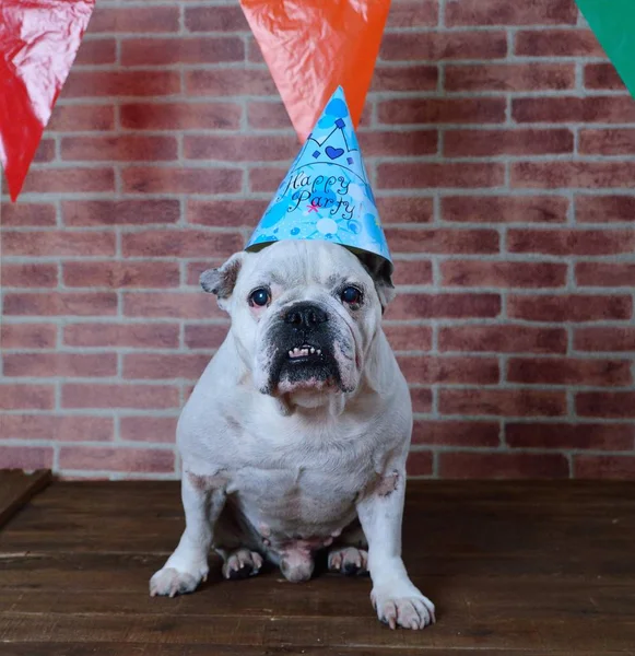 Portret van Franse bulldog op zijn verjaardag. — Stockfoto