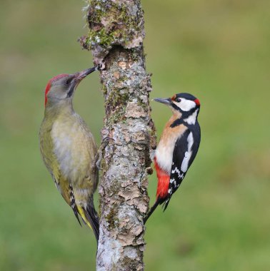 European green woodpecker and  great spotted woodpecker clipart
